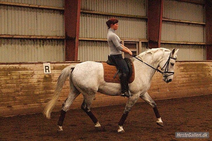 Anden særlig race Maseille billede 15