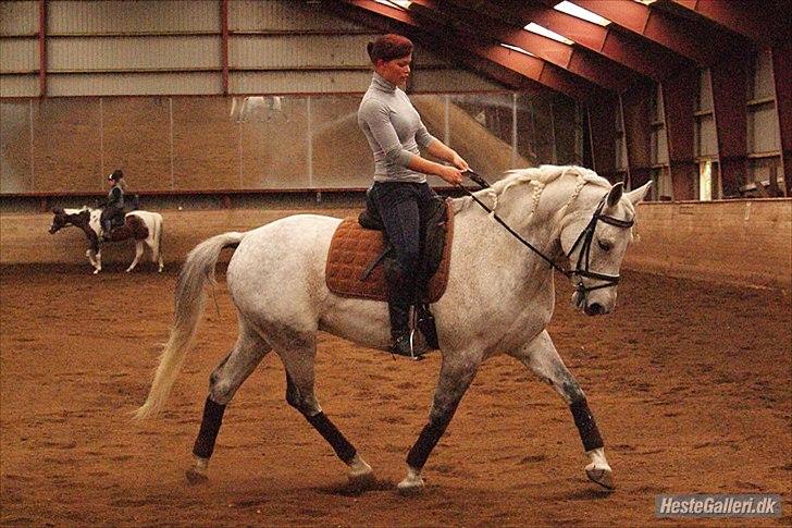 Anden særlig race Maseille billede 17