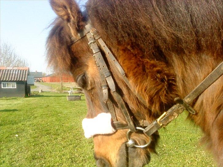 Anden særlig race Bubber R.i.P :'( billede 5