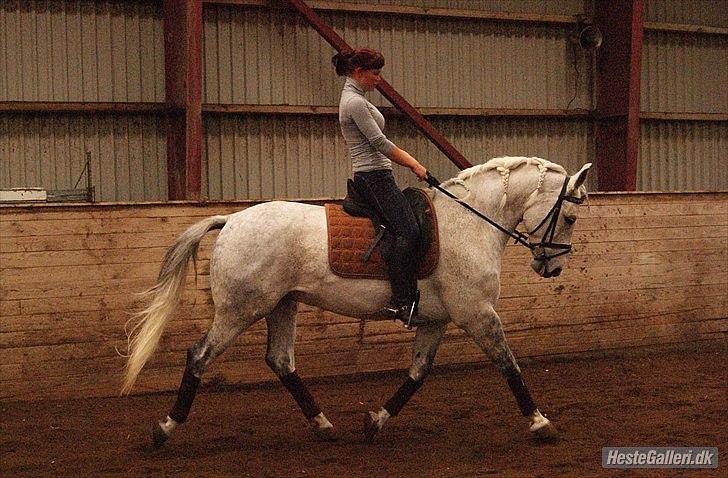 Anden særlig race Maseille billede 16