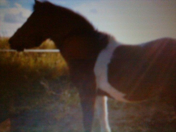 Anden særlig race Bubber R.i.P :'( billede 7