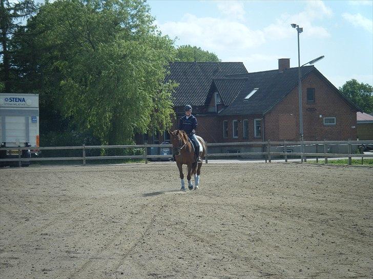 Anden særlig race Fabian - Fra træning d. 25/5 <3 billede 19