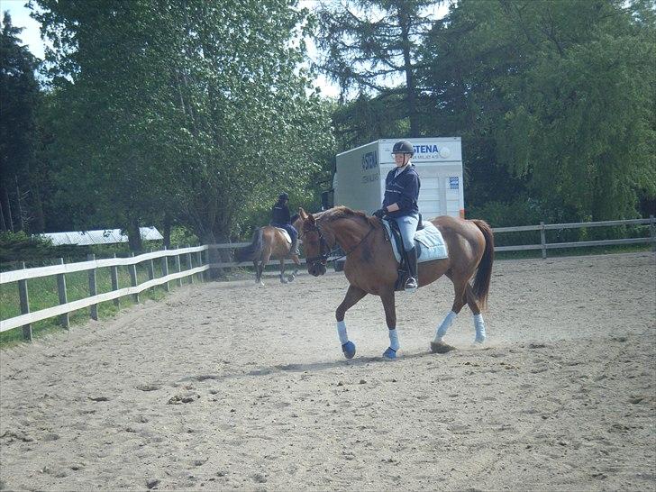 Anden særlig race Fabian - Fra træning d. 25/5 <3 billede 20