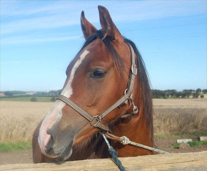 Anden særlig race Madino - Læææækker fyr! 
#JegElskerDig. billede 3