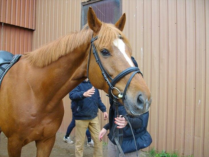 Dansk Varmblod Kærholms Loukiller * Himmelhest :'( * - Da vi hentede ham billede 3