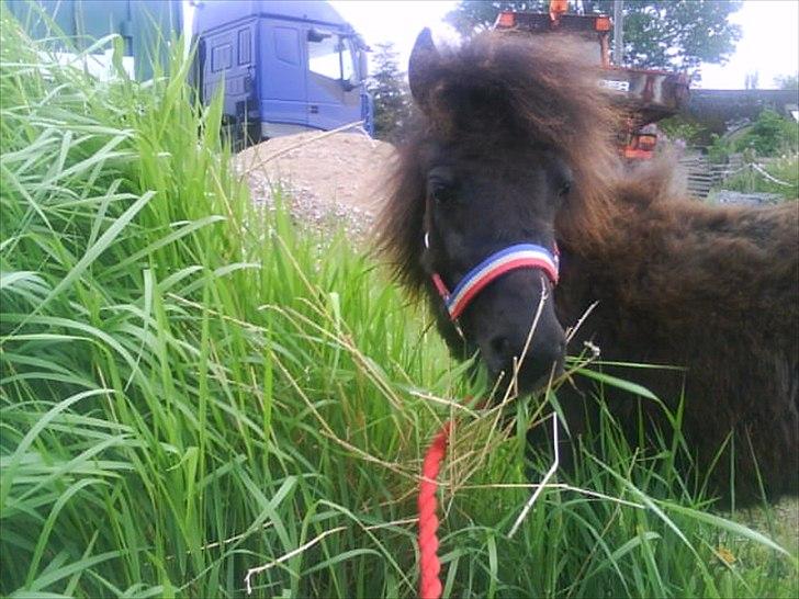 Shetlænder prins chameur - søøøøøøøde Prins <3
Foto: Mig billede 10