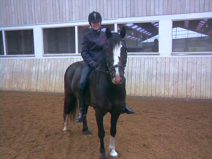Welsh Cob (sec D)  Meter - Jeg ville lige prøve at ride uden saddel på ham ;oD Han er såå sød;oD billede 3