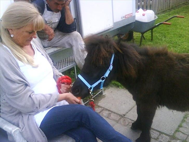 Shetlænder prins chameur - Min mor og prins:-) billede 12