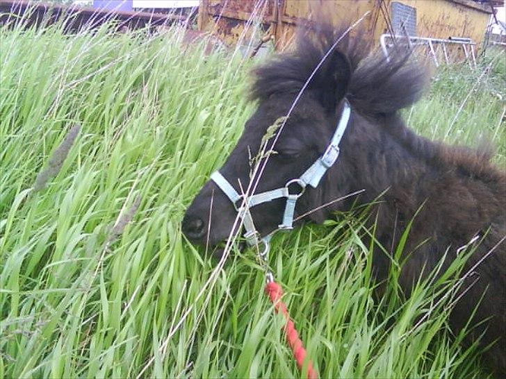 Shetlænder prins chameur - lille prins ved græsset:)
foto: Anika Madsen xD billede 13