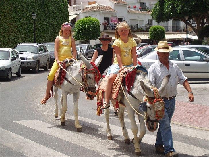 Dartmoor Jessica billede 9