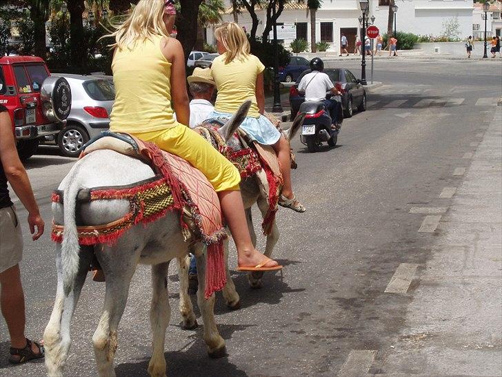 Dartmoor Jessica billede 11