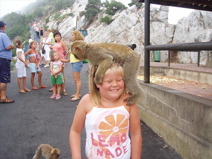 Dartmoor Jessica billede 12