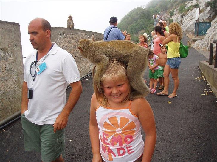 Dartmoor Jessica billede 13