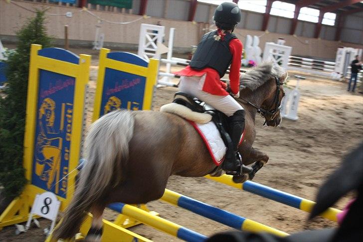 Welsh Pony (sec B) Faya Lobi Kasto-Glas 2002 *STJERNE PONY* - :´) billede 5