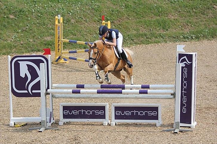 Tysk Sportspony Honeymoon - 16# Aabenraa maj 2011 1. plads :). Taget af: Signe Lin.  billede 11