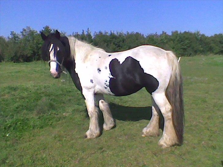 Irish Cob Cassie - ja nu er jeg ved at være en voksen dame;;--)) billede 20