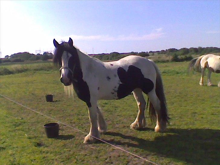 Irish Cob Cassie billede 2