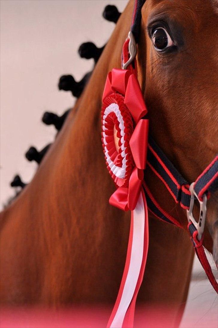 Tysk Oldenburger Chico'S Copyright. SOLGT - foto Isabella Rodsted Larsen billede 1