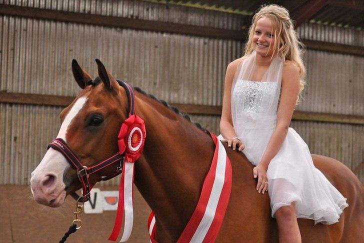 Tysk Oldenburger Chico'S Copyright. SOLGT - foto Isabella Rodsted Larsen billede 6