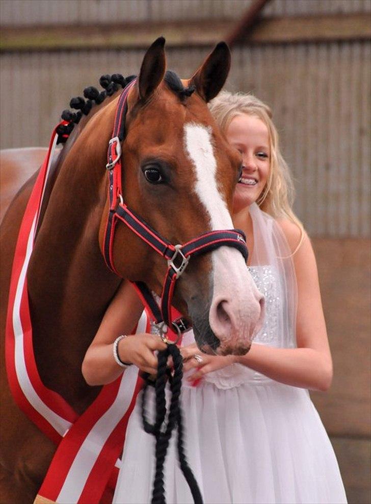 Tysk Oldenburger Chico'S Copyright. SOLGT - foto Isabella Rodsted Larsen billede 5