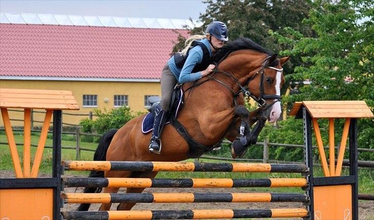 Tysk Oldenburger Chico'S Copyright. SOLGT - foto Isabella Rodsted Larsen billede 9