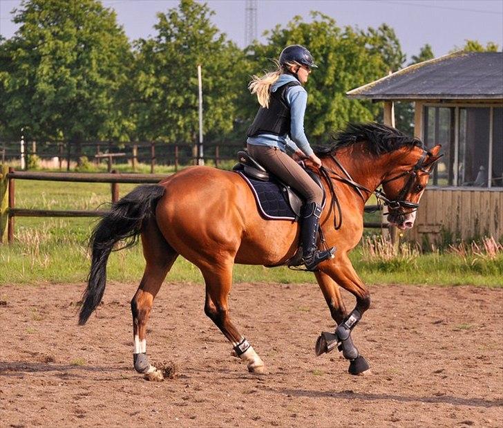 Tysk Oldenburger Chico'S Copyright. SOLGT - foto Isabella Rodsted Larsen billede 10