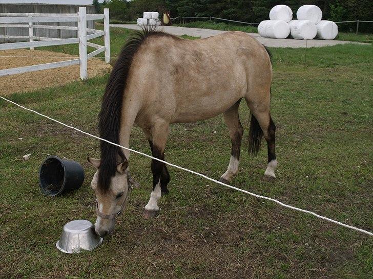 Welsh Pony (sec B) Amigo Margerit billede 5
