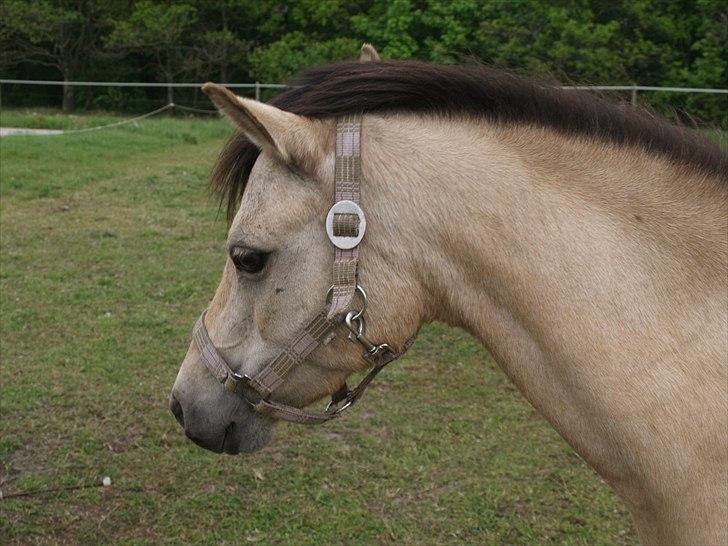 Welsh Pony (sec B) Amigo Margerit billede 6