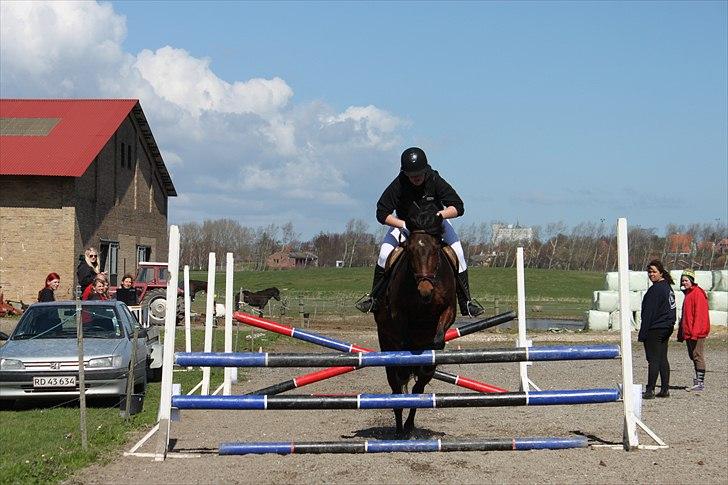 Anden særlig race Celina billede 6