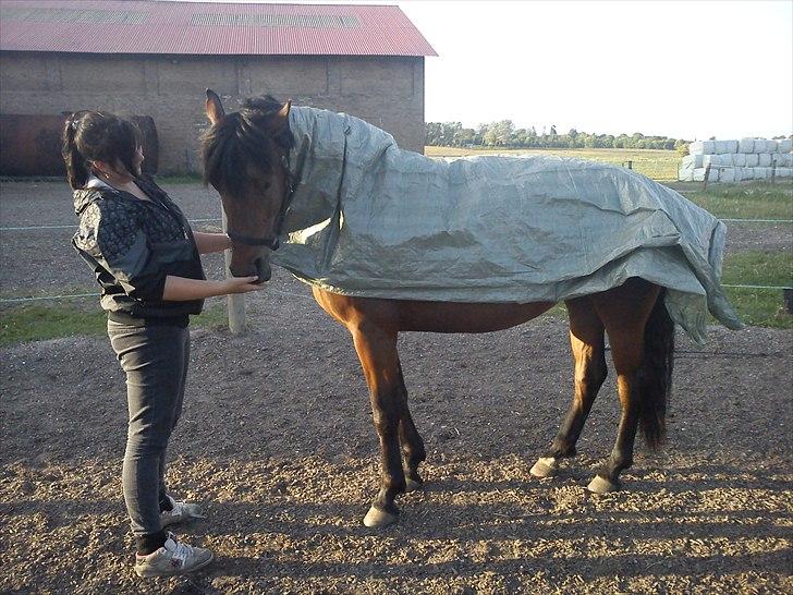 Anden særlig race Celina billede 2