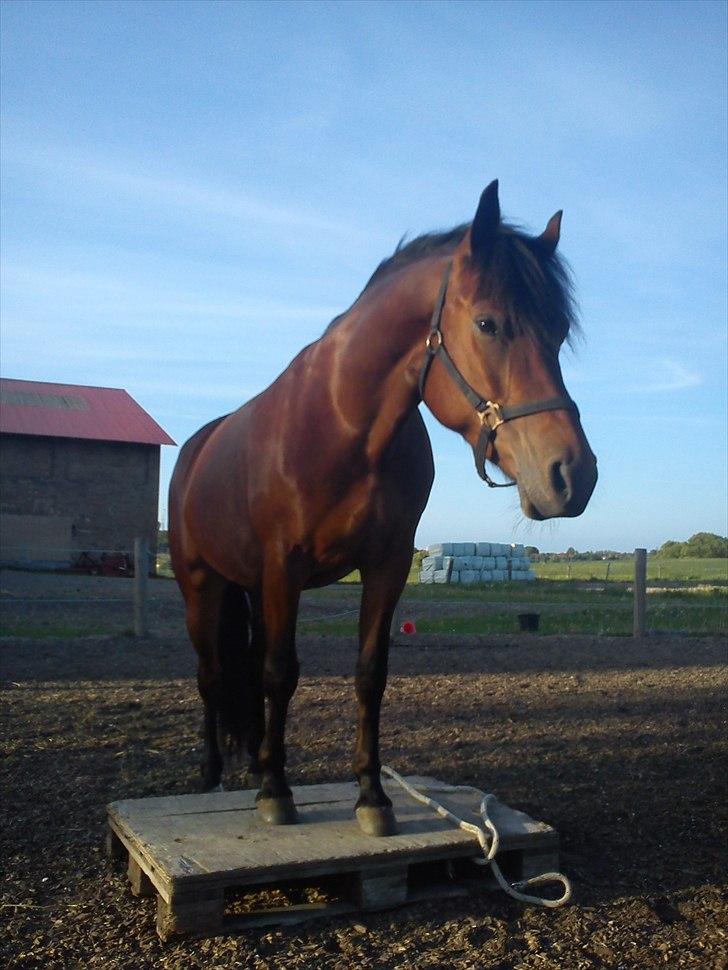 Anden særlig race Celina billede 1