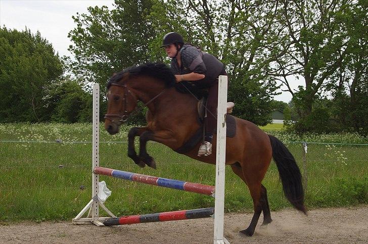 Anden særlig race Celina billede 9