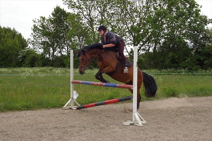 Anden særlig race Celina - springer 1meterhun er skøn:P billede 10