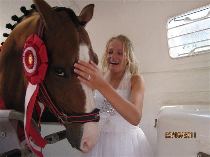 Tysk Oldenburger Chico'S Copyright. SOLGT - foto Isabella Rodsted Larsen billede 4