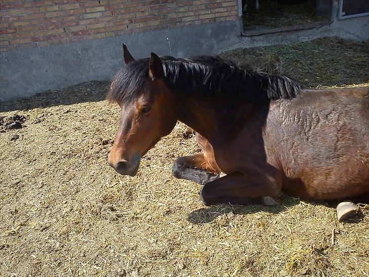 Anden særlig race Celina billede 11