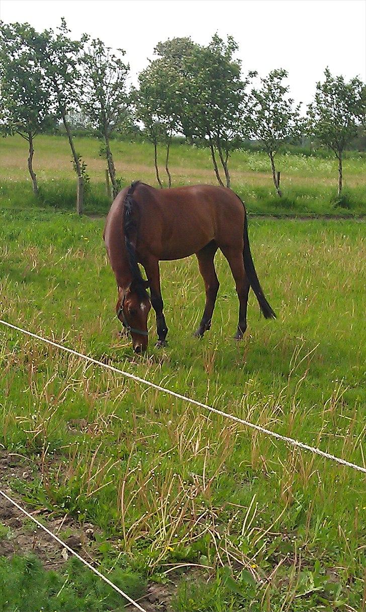 Dansk Varmblod Sundancer billede 8