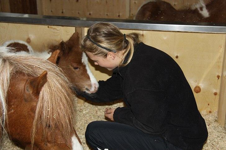 Shetlænder Nygaards Maggie billede 9