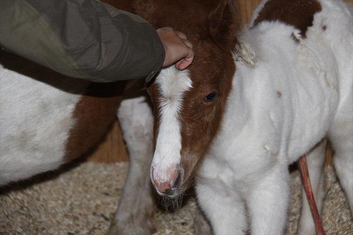 Shetlænder Nygaards Maggie billede 10