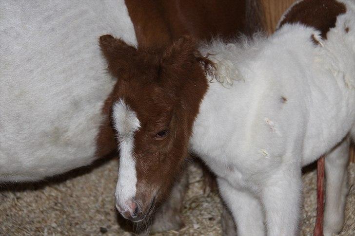 Shetlænder Nygaards Maggie billede 11