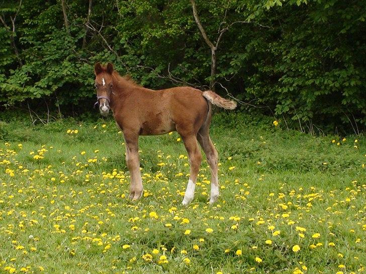 Frederiksborg Fallulah billede 11