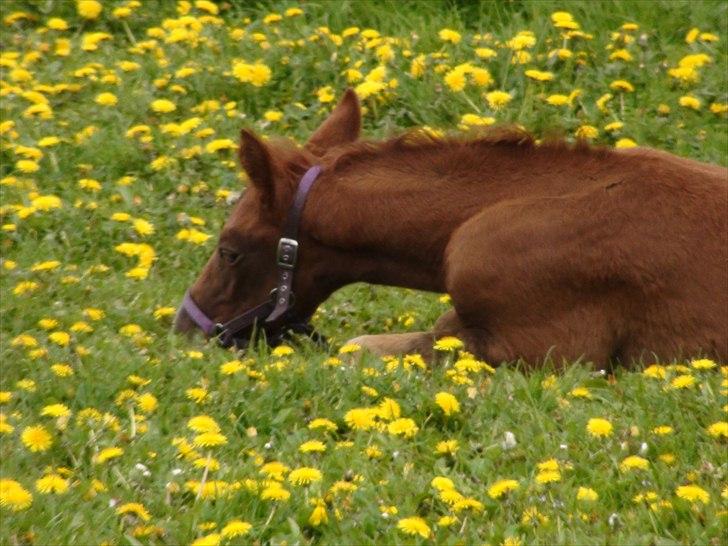 Frederiksborg Fallulah billede 12