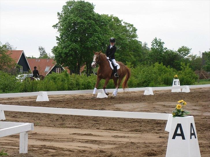 New Forest Sdr. Dams Karina billede 8