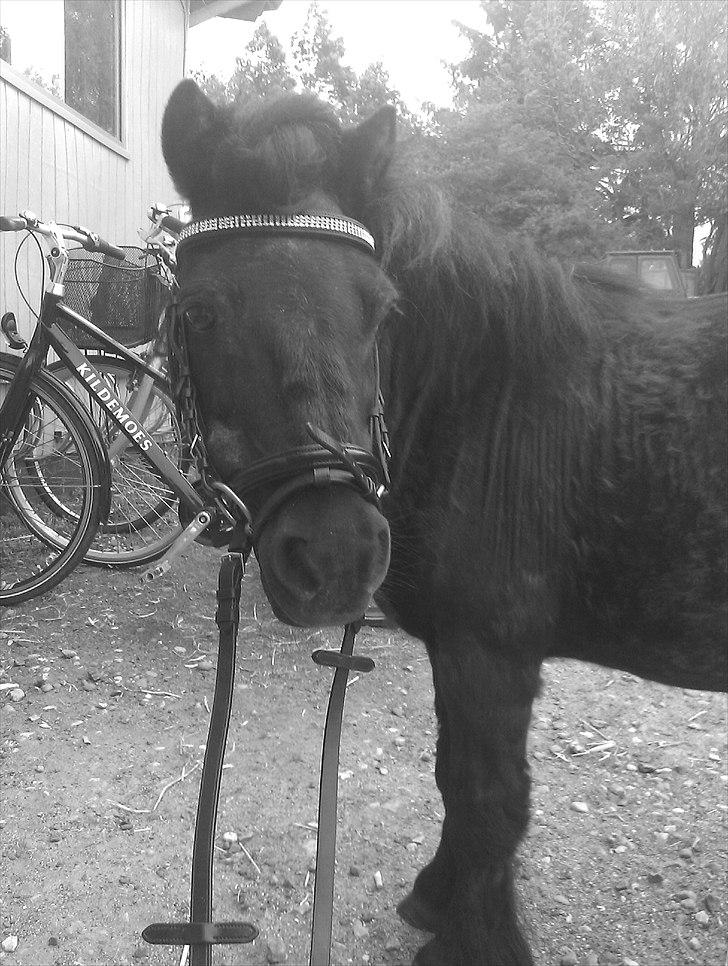 Shetlænder Mads Bølle - Sådan ser han ud den dag i dag!:*  billede 1