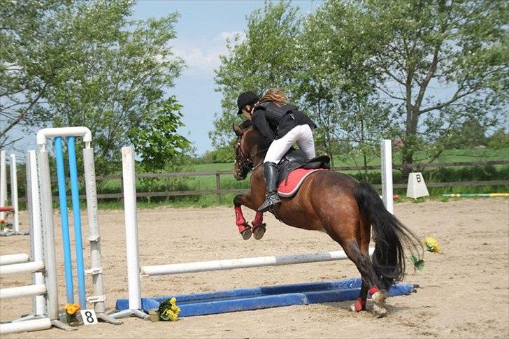 Anden særlig race Hercules - jaaaa vandgarv  billede 4