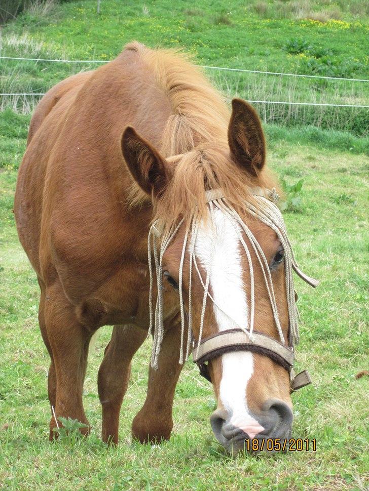 Anden særlig race Frigga billede 16