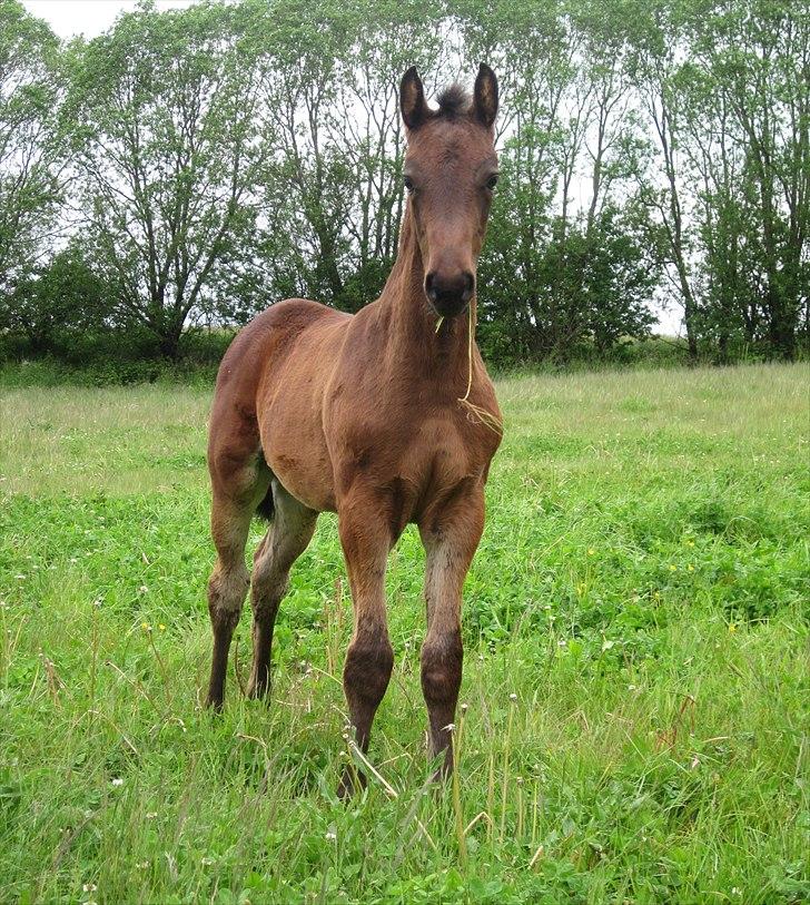 Dansk Varmblod Rockzanne Lox - 2 måneder gammel. billede 8