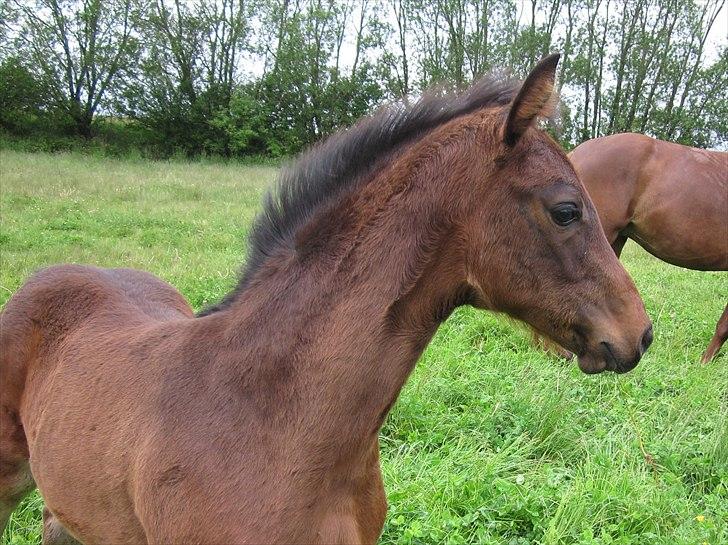 Dansk Varmblod Rockzanne Lox billede 10