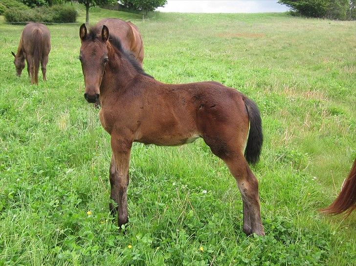 Dansk Varmblod Rockzanne Lox - Stor og smuk og en lille smule buttet ;) billede 11