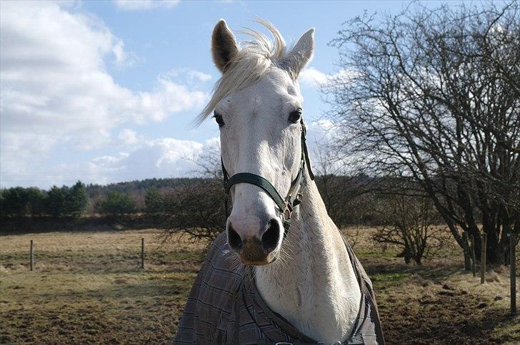 Zangersheide Cher Alfarvad Z billede 6