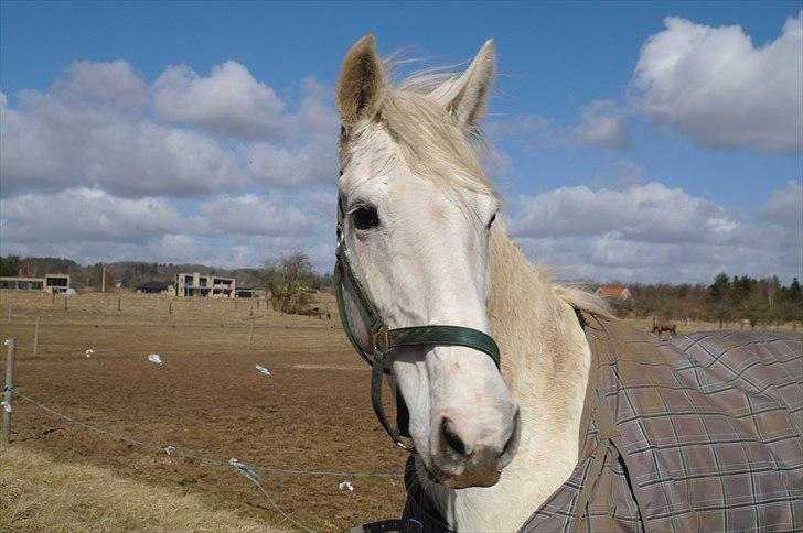 Zangersheide Cher Alfarvad Z billede 7